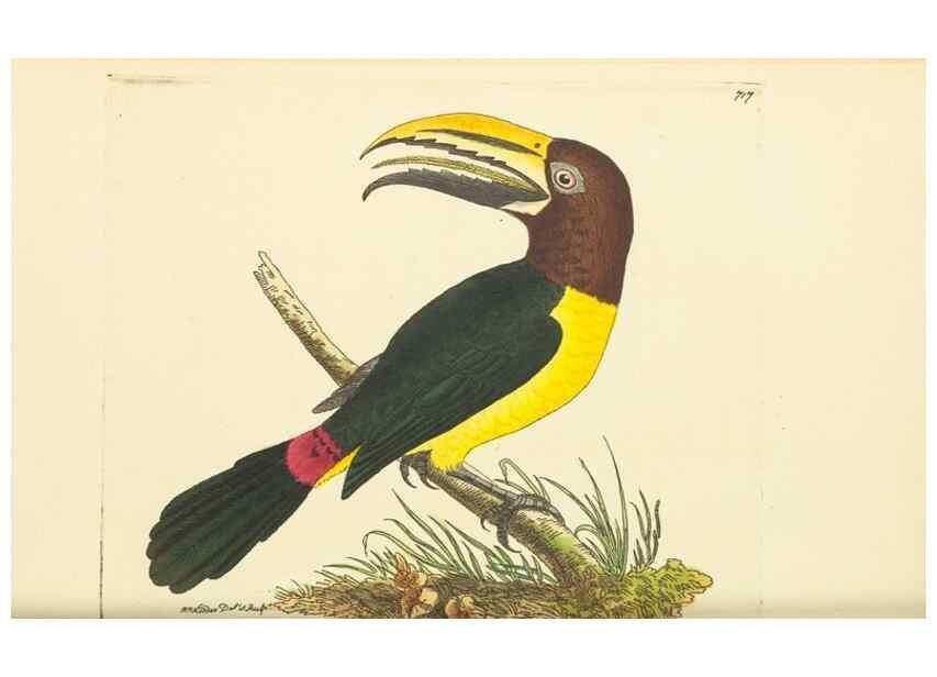 Reproducción/Reproduction 30869411945: The naturalist's miscellany, or Coloured figures of natural objects. London :Printed for Nodder & Co.,1789-1813