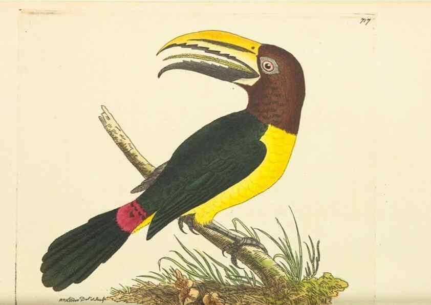 Reproducción/Reproduction 30869411945: The naturalist's miscellany, or Coloured figures of natural objects. London :Printed for Nodder & Co.,1789-1813