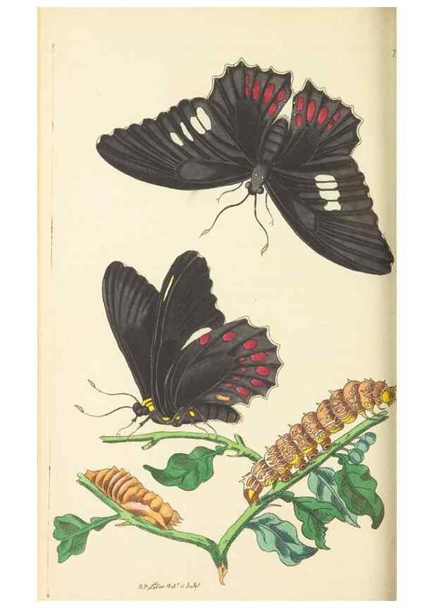 Reproducción/Reproduction 30869414225: The naturalist's miscellany, or Coloured figures of natural objects. London :Printed for Nodder & Co.,1789-1813
