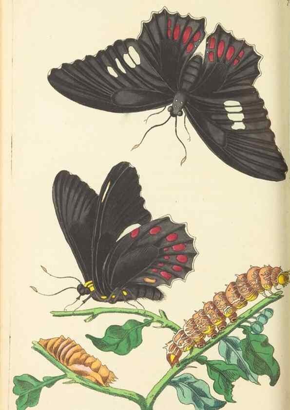 Reproducción/Reproduction 30869414225: The naturalist's miscellany, or Coloured figures of natural objects. London :Printed for Nodder & Co.,1789-1813