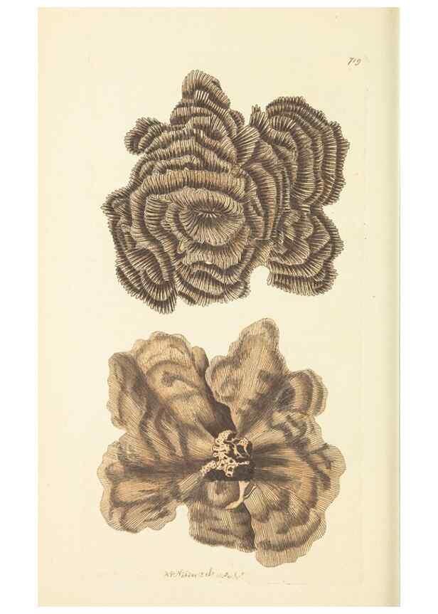 Reproducción/Reproduction 30832958776: The naturalist's miscellany, or Coloured figures of natural objects. London :Printed for Nodder & Co.,1789-1813