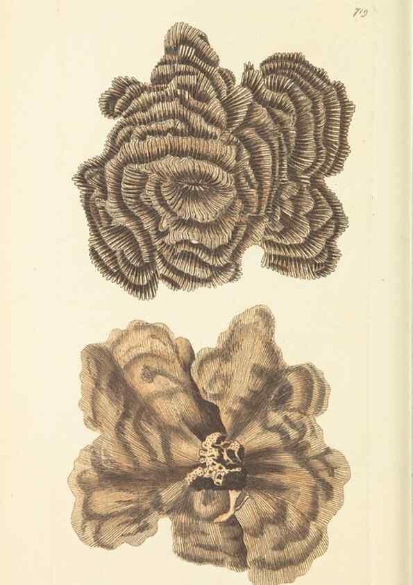 Reproducción/Reproduction 30832958776: The naturalist's miscellany, or Coloured figures of natural objects. London :Printed for Nodder & Co.,1789-1813