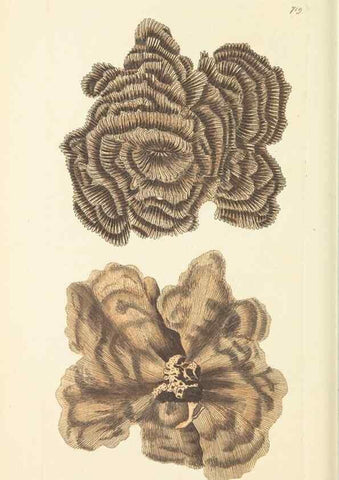 Reproducción/Reproduction 30832958776: The naturalist's miscellany, or Coloured figures of natural objects. London :Printed for Nodder & Co.,1789-1813