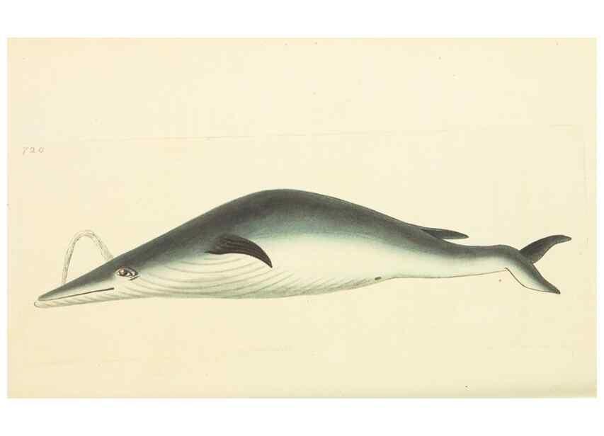 Reproducción/Reproduction 30781056911: The naturalist's miscellany, or Coloured figures of natural objects. London :Printed for Nodder & Co.,1789-1813