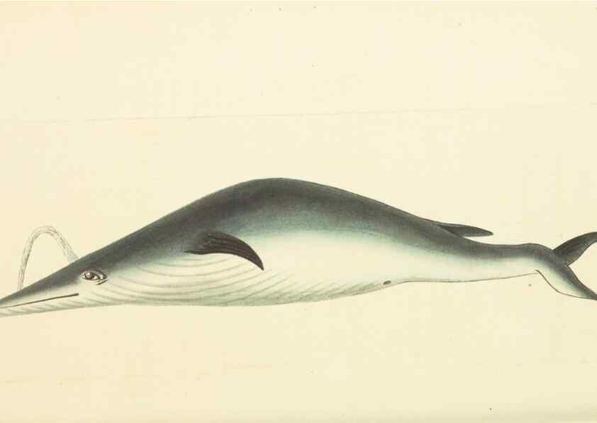 Reproducción/Reproduction 30781056911: The naturalist's miscellany, or Coloured figures of natural objects. London :Printed for Nodder & Co.,1789-1813
