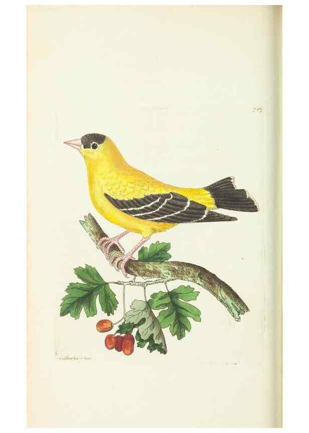 Reproducción/Reproduction 30870199605: The naturalist's miscellany, or Coloured figures of natural objects. London :Printed for Nodder & Co.,1789-1813