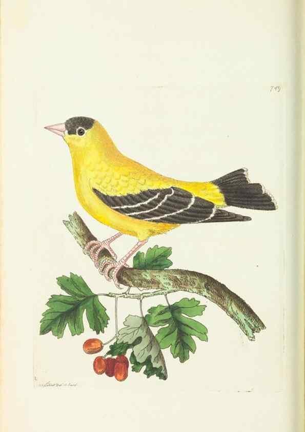 Reproducción/Reproduction 30870199605: The naturalist's miscellany, or Coloured figures of natural objects. London :Printed for Nodder & Co.,1789-1813