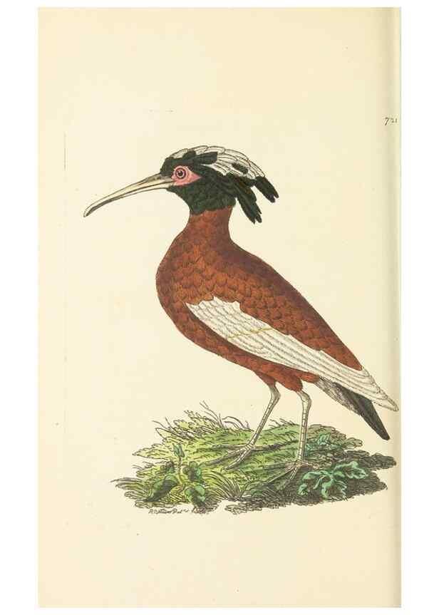 Reproducción/Reproduction 30752804982: The naturalist's miscellany, or Coloured figures of natural objects. London :Printed for Nodder & Co.,1789-1813