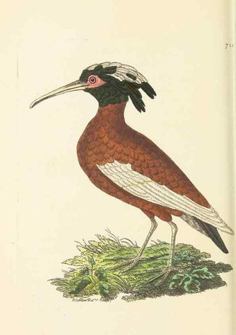 Reproducción/Reproduction 30752804982: The naturalist's miscellany, or Coloured figures of natural objects. London :Printed for Nodder & Co.,1789-1813