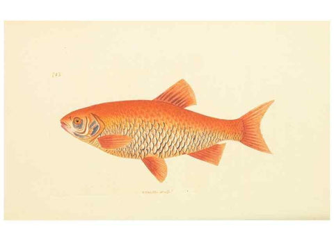 Reproducción/Reproduction 30568179810: The naturalist's miscellany, or Coloured figures of natural objects. London :Printed for Nodder & Co.,1789-1813