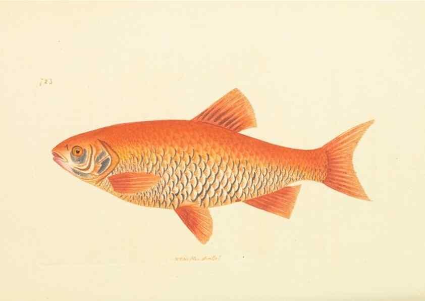 Reproducción/Reproduction 30568179810: The naturalist's miscellany, or Coloured figures of natural objects. London :Printed for Nodder & Co.,1789-1813