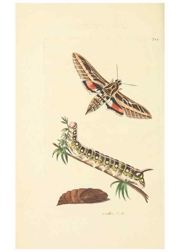 Reproducción/Reproduction 30568180710: The naturalist's miscellany, or Coloured figures of natural objects. London :Printed for Nodder & Co.,1789-1813