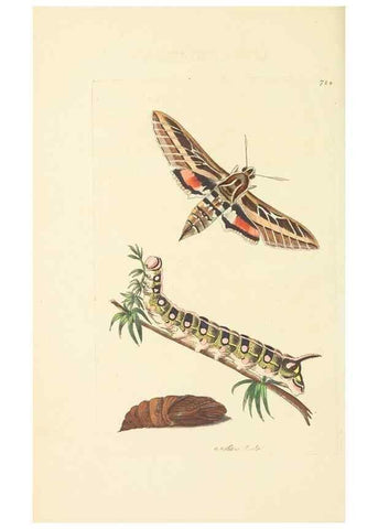Reproducción/Reproduction 30568180710: The naturalist's miscellany, or Coloured figures of natural objects. London :Printed for Nodder & Co.,1789-1813