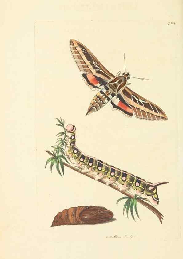 Reproducción/Reproduction 30568180710: The naturalist's miscellany, or Coloured figures of natural objects. London :Printed for Nodder & Co.,1789-1813