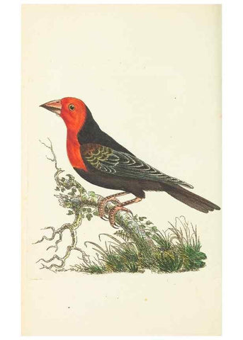 Reproducción/Reproduction 30568182370: The naturalist's miscellany, or Coloured figures of natural objects. London :Printed for Nodder & Co.,1789-1813