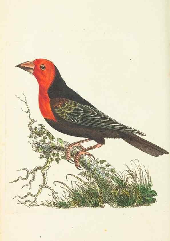 Reproducción/Reproduction 30568182370: The naturalist's miscellany, or Coloured figures of natural objects. London :Printed for Nodder & Co.,1789-1813