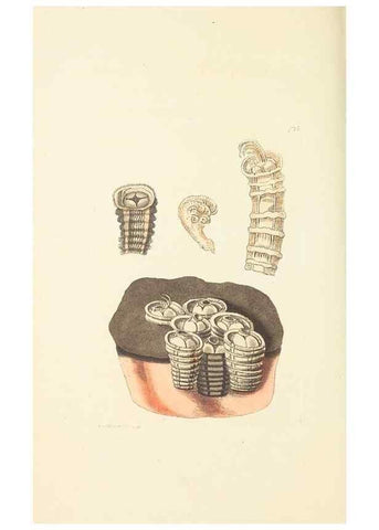 Reproducción/Reproduction 30237197634: The naturalist's miscellany, or Coloured figures of natural objects. London :Printed for Nodder & Co.,1789-1813