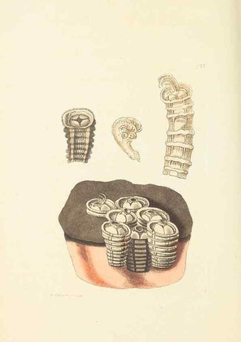 Reproducción/Reproduction 30237197634: The naturalist's miscellany, or Coloured figures of natural objects. London :Printed for Nodder & Co.,1789-1813