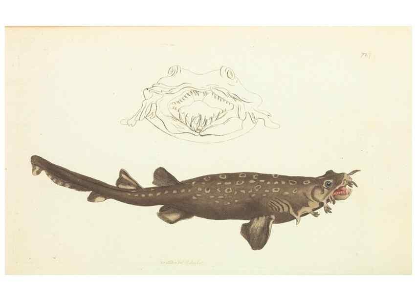 Reproducción/Reproduction 30237199614: The naturalist's miscellany, or Coloured figures of natural objects. London :Printed for Nodder & Co.,1789-1813