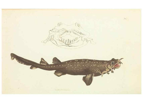 Reproducción/Reproduction 30237199614: The naturalist's miscellany, or Coloured figures of natural objects. London :Printed for Nodder & Co.,1789-1813