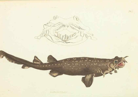 Reproducción/Reproduction 30237199614: The naturalist's miscellany, or Coloured figures of natural objects. London :Printed for Nodder & Co.,1789-1813