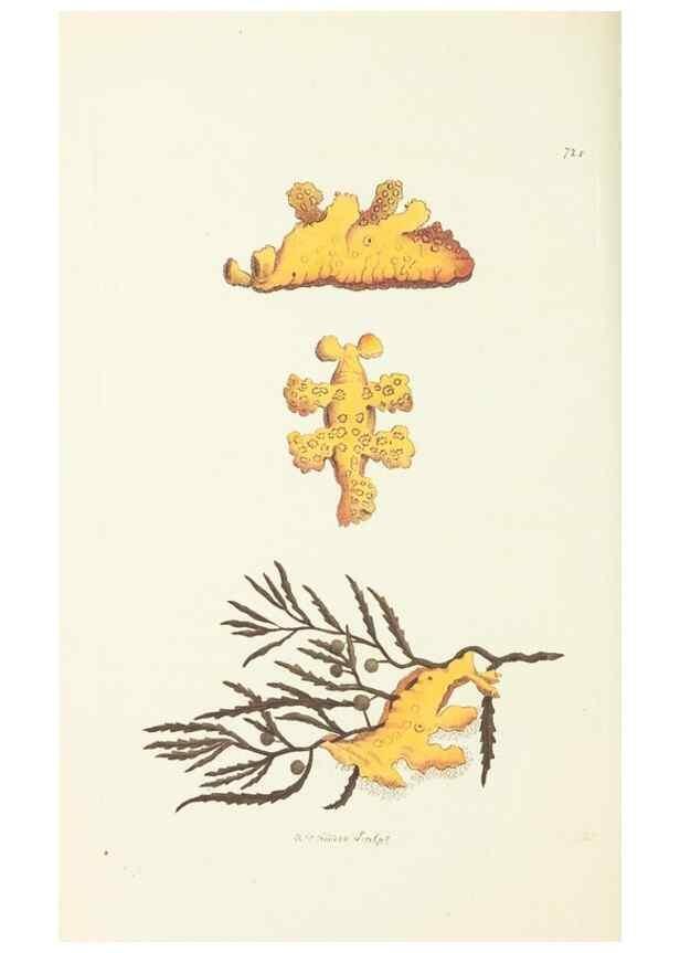 Reproducción/Reproduction 30568185850: The naturalist's miscellany, or Coloured figures of natural objects. London :Printed for Nodder & Co.,1789-1813