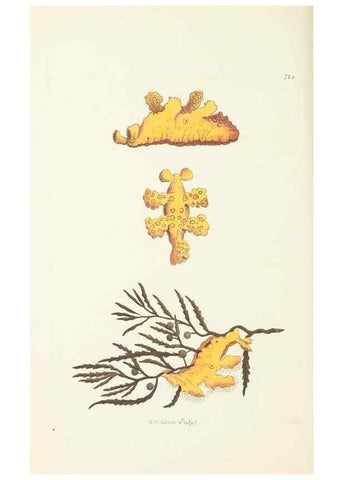 Reproducción/Reproduction 30568185850: The naturalist's miscellany, or Coloured figures of natural objects. London :Printed for Nodder & Co.,1789-1813