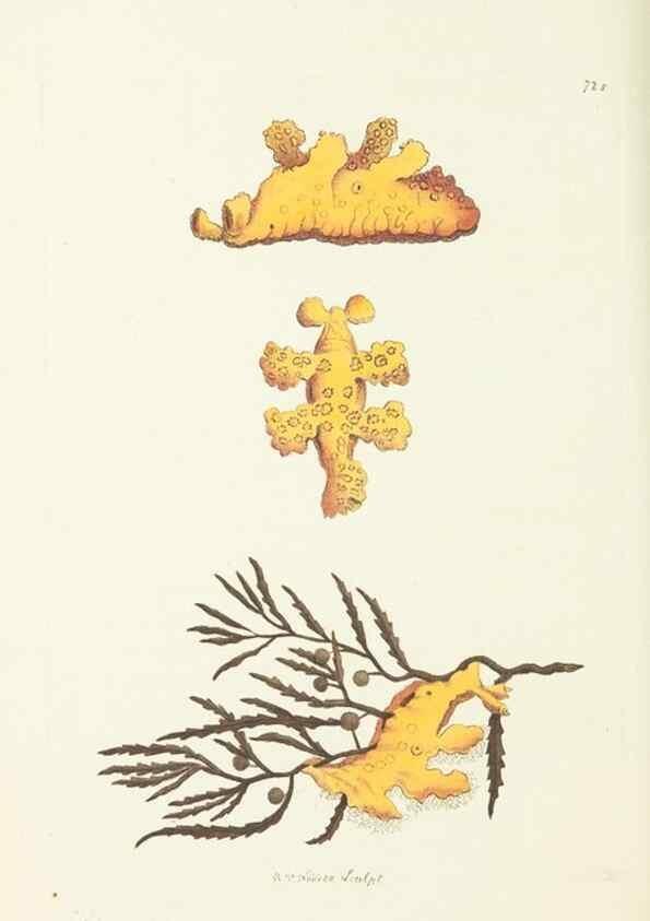 Reproducción/Reproduction 30568185850: The naturalist's miscellany, or Coloured figures of natural objects. London :Printed for Nodder & Co.,1789-1813