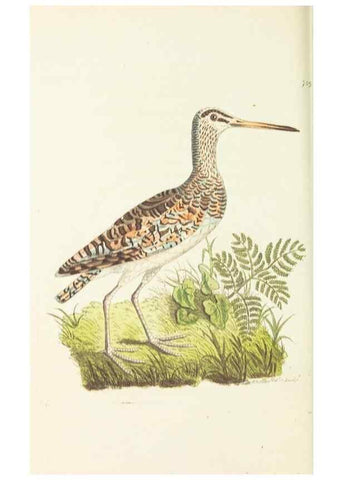Reproducción/Reproduction 30237204054: The naturalist's miscellany, or Coloured figures of natural objects. London :Printed for Nodder & Co.,1789-1813