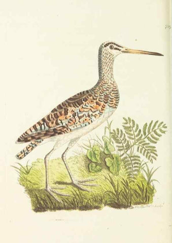 Reproducción/Reproduction 30237204054: The naturalist's miscellany, or Coloured figures of natural objects. London :Printed for Nodder & Co.,1789-1813