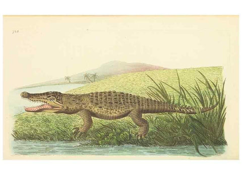 Reproducción/Reproduction 30752805902: The naturalist's miscellany, or Coloured figures of natural objects. London :Printed for Nodder & Co.,1789-1813