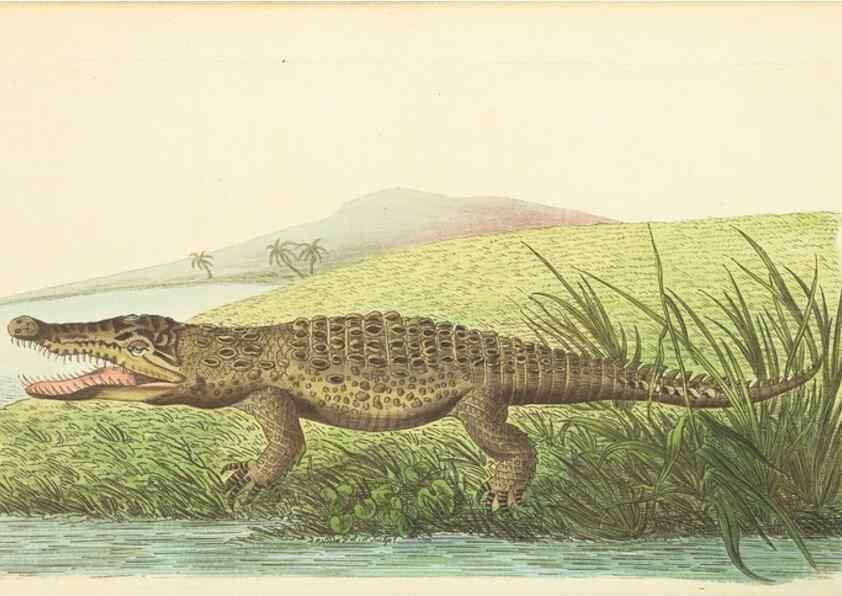 Reproducción/Reproduction 30752805902: The naturalist's miscellany, or Coloured figures of natural objects. London :Printed for Nodder & Co.,1789-1813