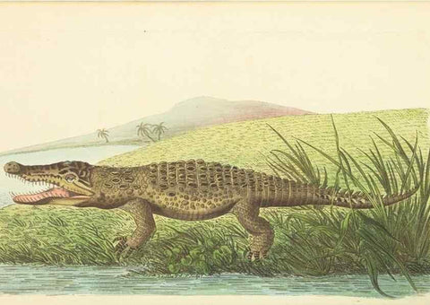 Reproducción/Reproduction 30752805902: The naturalist's miscellany, or Coloured figures of natural objects. London :Printed for Nodder & Co.,1789-1813