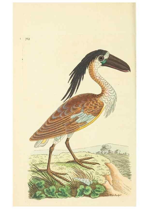Reproducción/Reproduction 30832949576: The naturalist's miscellany, or Coloured figures of natural objects. London :Printed for Nodder & Co.,1789-1813