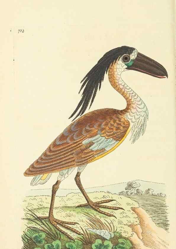 Reproducción/Reproduction 30832949576: The naturalist's miscellany, or Coloured figures of natural objects. London :Printed for Nodder & Co.,1789-1813