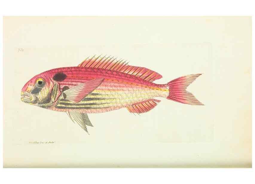 Reproducción/Reproduction 30753612812: The naturalist's miscellany, or Coloured figures of natural objects. London :Printed for Nodder & Co.,1789-1813