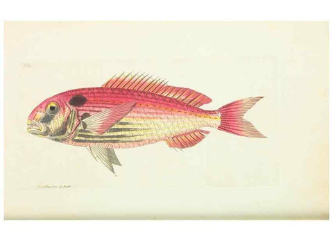 Reproducción/Reproduction 30753612812: The naturalist's miscellany, or Coloured figures of natural objects. London :Printed for Nodder & Co.,1789-1813