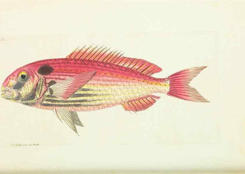 Reproducción/Reproduction 30753612812: The naturalist's miscellany, or Coloured figures of natural objects. London :Printed for Nodder & Co.,1789-1813