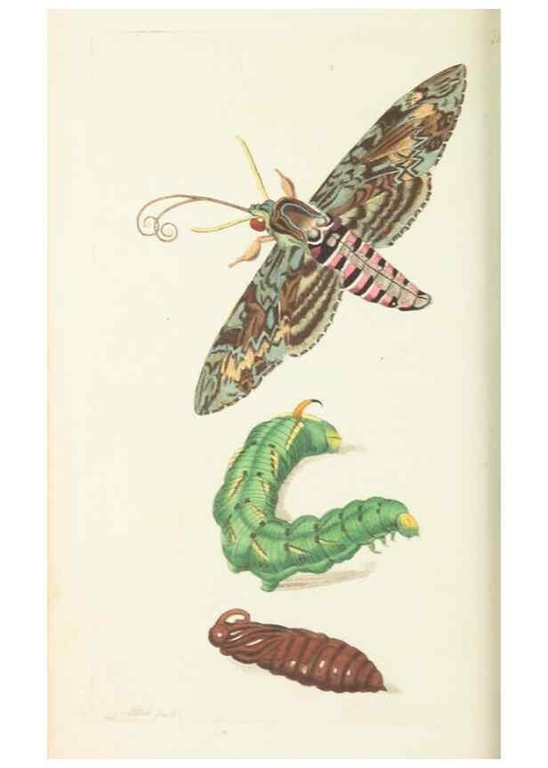 Reproducción/Reproduction 30753615122: The naturalist's miscellany, or Coloured figures of natural objects. London :Printed for Nodder & Co.,1789-1813