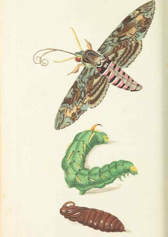 Reproducción/Reproduction 30753615122: The naturalist's miscellany, or Coloured figures of natural objects. London :Printed for Nodder & Co.,1789-1813