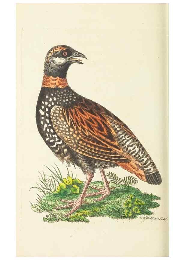 Reproducción/Reproduction 30833842766: The naturalist's miscellany, or Coloured figures of natural objects. London :Printed for Nodder & Co.,1789-1813