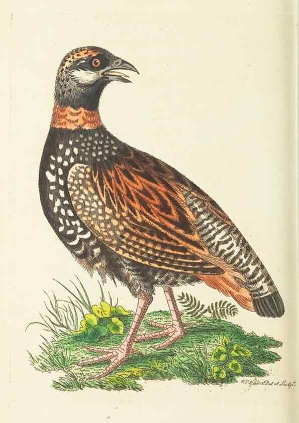 Reproducción/Reproduction 30833842766: The naturalist's miscellany, or Coloured figures of natural objects. London :Printed for Nodder & Co.,1789-1813