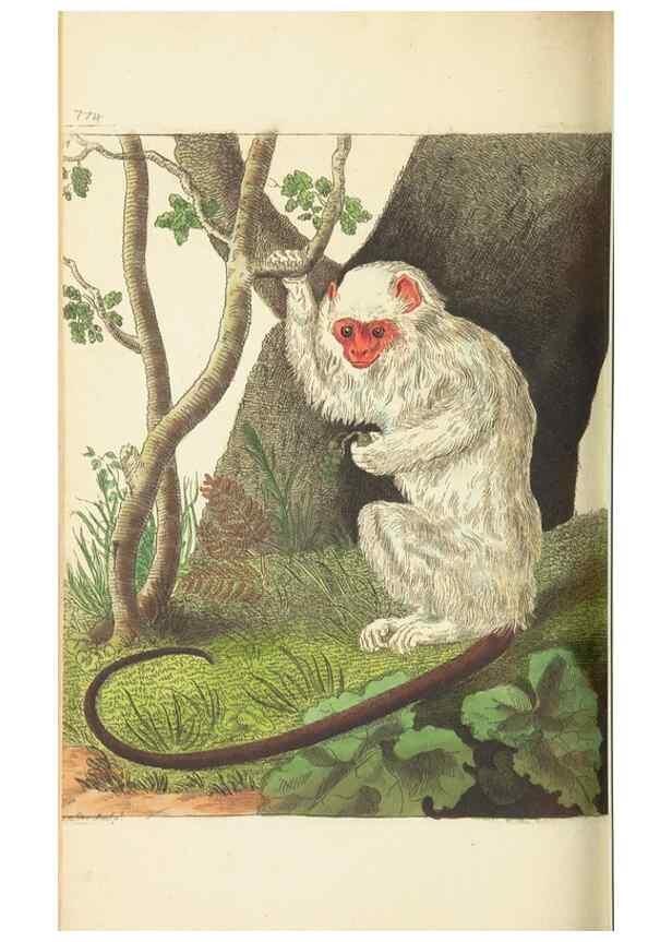 Reproducción/Reproduction 30833845086: The naturalist's miscellany, or Coloured figures of natural objects. London :Printed for Nodder & Co.,1789-1813