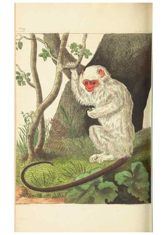 Reproducción/Reproduction 30833845086: The naturalist's miscellany, or Coloured figures of natural objects. London :Printed for Nodder & Co.,1789-1813