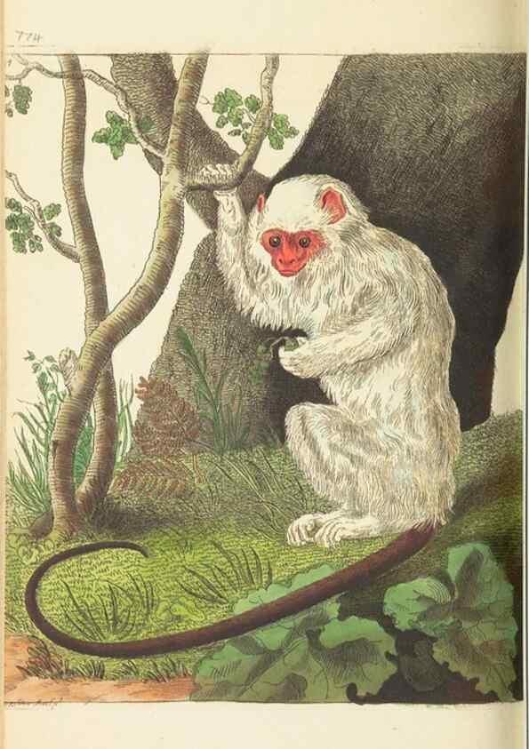 Reproducción/Reproduction 30833845086: The naturalist's miscellany, or Coloured figures of natural objects. London :Printed for Nodder & Co.,1789-1813