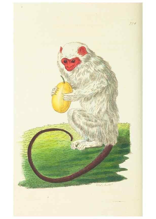 Reproducción/Reproduction 30781839821: The naturalist's miscellany, or Coloured figures of natural objects. London :Printed for Nodder & Co.,1789-1813