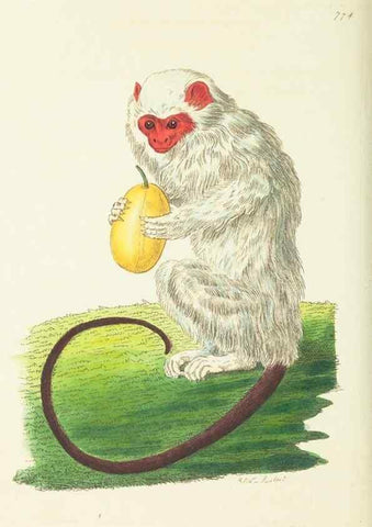 Reproducción/Reproduction 30781839821: The naturalist's miscellany, or Coloured figures of natural objects. London :Printed for Nodder & Co.,1789-1813