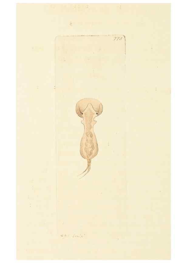 Reproducción/Reproduction 30781842011: The naturalist's miscellany, or Coloured figures of natural objects. London :Printed for Nodder & Co.,1789-1813