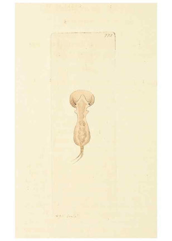Reproducción/Reproduction 30781842011: The naturalist's miscellany, or Coloured figures of natural objects. London :Printed for Nodder & Co.,1789-1813