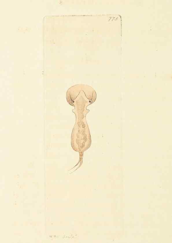 Reproducción/Reproduction 30781842011: The naturalist's miscellany, or Coloured figures of natural objects. London :Printed for Nodder & Co.,1789-1813